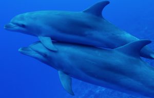 Rangiroa plongée Spots d'evasion dauphin