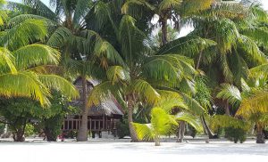 Tikehau Aito colette plage