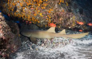 requin plongée Sao Vicente