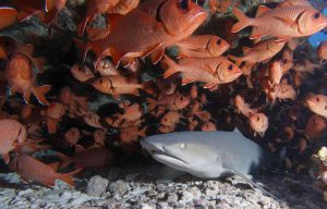 séjour plongée Tikehau requin