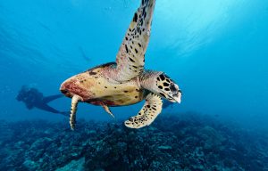 séjour plongée Tikehau tortue