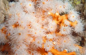 plongée Lanzarote Canaries