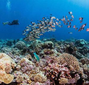 Dive Spirit plongée Fakarava