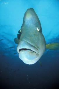 Poisson napoléon - Napoleonfish