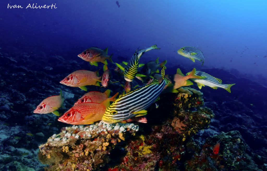 Poissons Coraux Maldives - Spots D'Evasion