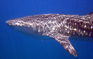 Requin Baleine (Sud de Leyte)