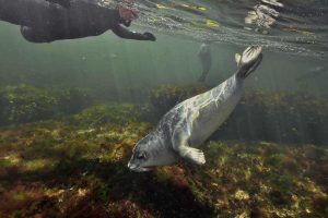 Océan Atlantique Nord - Golfe du Saint-Laurent - Canada - Gaspésie - Des phoques communs