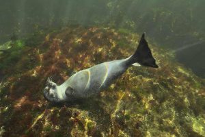 Océan Atlantique Nord - Golfe du Saint-Laurent - Canada - Gaspésie - Un phoque commun