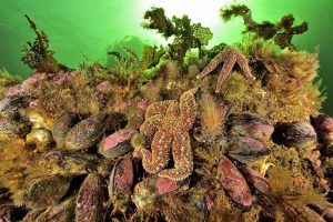 Océan Atlantique Nord - Golfe du Saint-Laurent - Canada - Gaspésie - Le récif est recouvert de mollusques bivalves (Mesodesma arctatum) et d'étoiles de mer