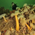 Océan Atlantique Nord - Golfe du Saint-Laurent - Canada - Gaspésie - Plongeuse sur un récif recouvert d'anémones