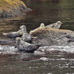 Océan Atlantique Nord - Golfe du Saint-Laurent - Canada - Gaspésie - Un groupe de phoques