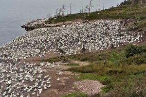 Océan Atlantique Nord - Golfe du Saint-Laurent - Canada - Gaspésie - La colonie de fous de Bassan