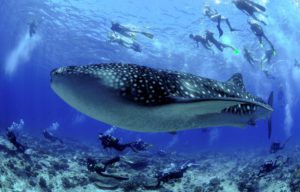 croisière rando aquatique snorkeling et plongée Maldives