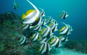 Oman plongée Extra Divers