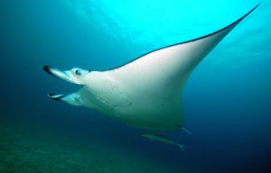 Oman plongée Extra Divers raie