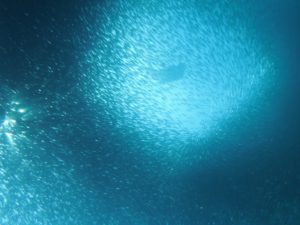 Sardine run Moalboal