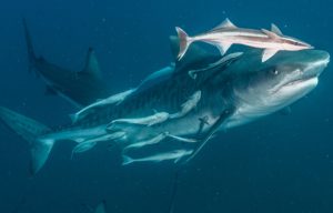 croisière plongée Maldives requins tigres