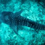 requin baleine Maldives