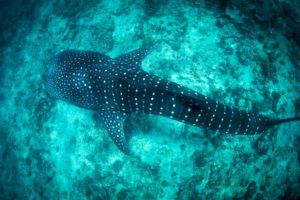 requin baleine Maldives