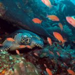 Komodo tortue croisière plongée