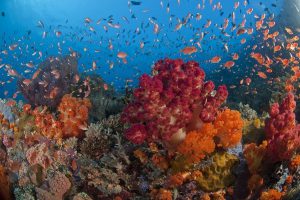 Spots Croisière Raja Ampat Spots d'Evasion