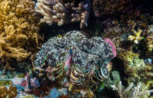 Snorkeling Komodo Spots d'Evasion