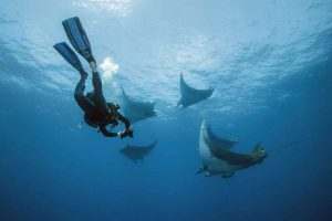 plongée pico raies mobulas