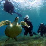 Egypte-Marsa Nakari plongée tortue