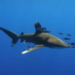 Egypte-Marsa Nakari plongée requin