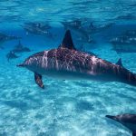 Egypte-Marsa Nakari plongée dauphin