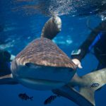 Egypte-Marsa Nakari plongée requin