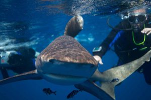 Egypte-Marsa Nakari plongée requin