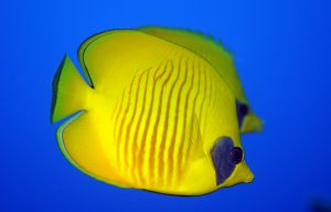 Egypte Marsa Nakari plongée poisson papillon masqué