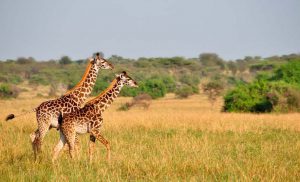 Girafes safari Tanzanie