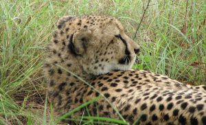 Guépard safari Tanzanie