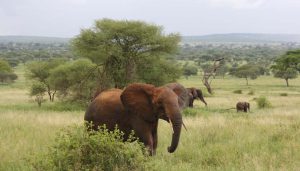 elephant safari Tanzanie