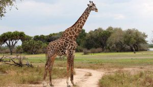 girafe Safari Tanzanie