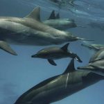 dauphins Snorkeling Egypte Marsa Nakari