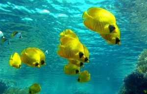 séjour snorkeling en Egypte poissons colorés