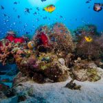 snorkeling Egypte Wadi Lahami fonds sous-marins colorés