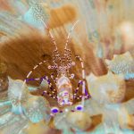 Bahamas plongée Cat Island Pederson Cleaning Shrimp