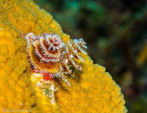 Bahamas plongée Cat Island christmas trees worms