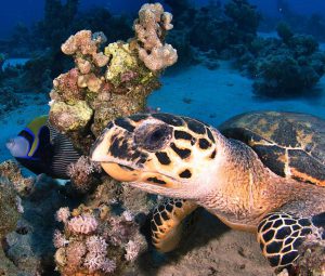 plongée El MANZIL SAFAGA