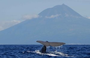 plongée baleine Pico