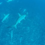 requins marteaux Yonaguni