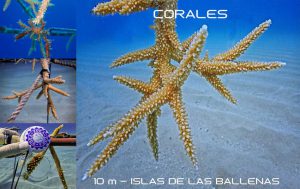 plongée Corales las terrenas république dominicaine