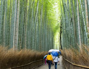 Japon Kyoto arashiyama-foret de bambou