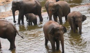 Sri Lanka circuit découverte et nature éléphant