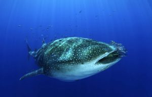 Acores plongée Faial requin baleine