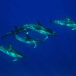 dauphins Faial Açores
